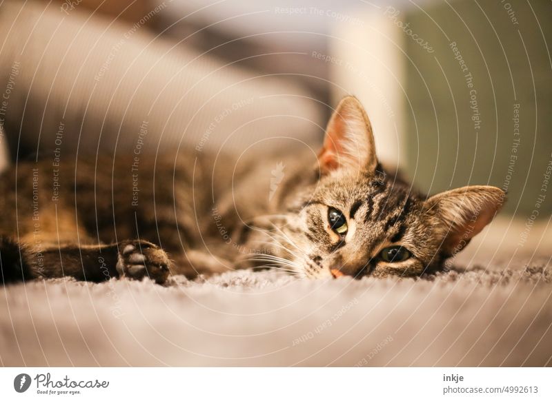 Little cat lying on the carpet Cat kitten Pet Domestic cat Animal Colour photo Deserted Interior shot Animal portrait Cute Cat's head Cuddly Animal face