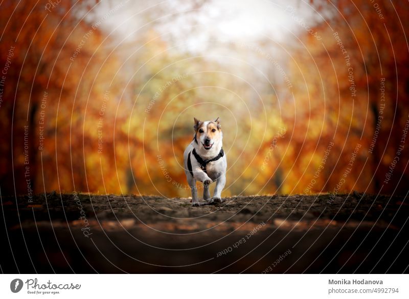 Autumn. Jack Russell running in the forest in autumn weather. action active adorable animal background ball beautiful breed brown canine cute dog domestic enjoy