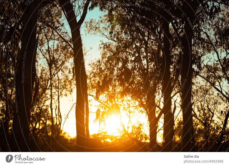 Sun shining through trees, natural forest capture Sunset sunset sky sunset mood sunset landscape sunset light Landscape Landscaping landscapes landscaped