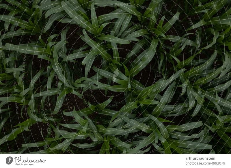 Young corn field from above in summer Maize Maize field Maize plants Corn cultivation Corn leaf Corn plant Nature Love of nature naturally daylight