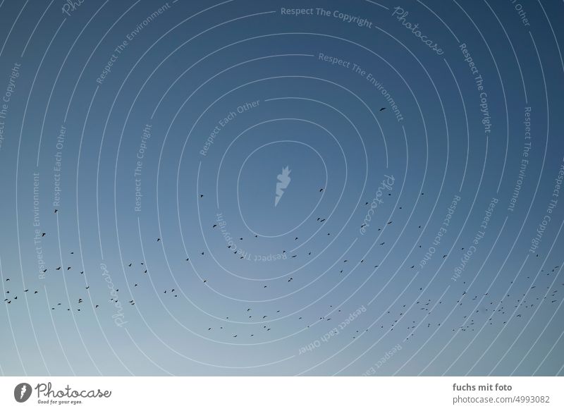 Migratory birds on their way south. Bird formation. Flock of birds Sky Flying Freedom Wild animal bird migration Group of animals Autumn Animal Formation flying