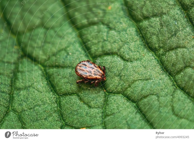 Dermacentor Reticulatus On Green Leaf. Also Known As The Ornate Cow Tick, Ornate Dog Tick, Meadow Tick, And Marsh Tick. Family Ixodidae. Ticks Are Carriers Of Dangerous Diseases