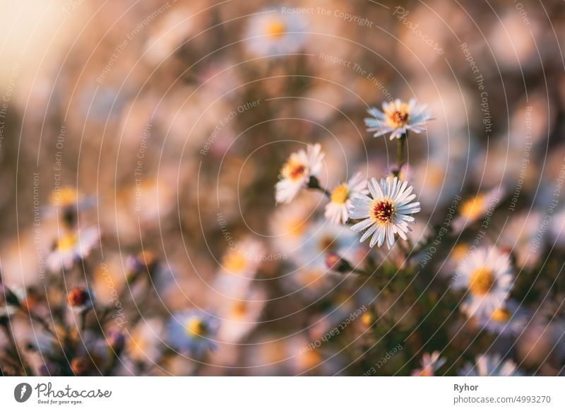 Blooming Aster Perennial Flowering Plants In The Family Asteraceae. Bush In Autumn Season Aster amellus Astereae aster autumn beautiful belarus bloom blooming