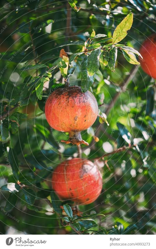 Ripe Pomegranates Hanging On Branch In Autumn Season agricultural agriculture antioxidant autumn beautiful berry branch bush close-up closeup delicious food