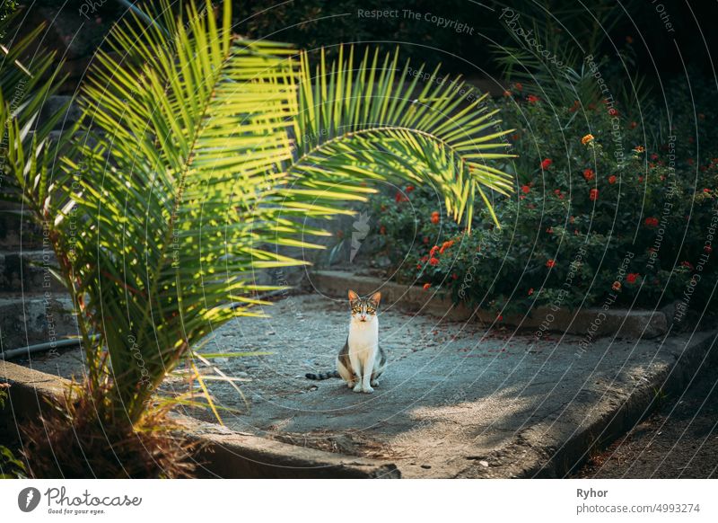 Funny Young Cat Sitting Under Palm Branches In Summer Garden animal beautiful breed cat curiosity curious cute domestic garden green kitten kitty leaf leaves