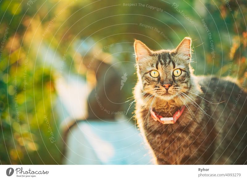 Gorgeous Gray Cat Outdoor Portrait In Sunny Day. Close Up animal beautiful breed cat city close collar cute domestic eye gorgeous gray kitten kitty light love