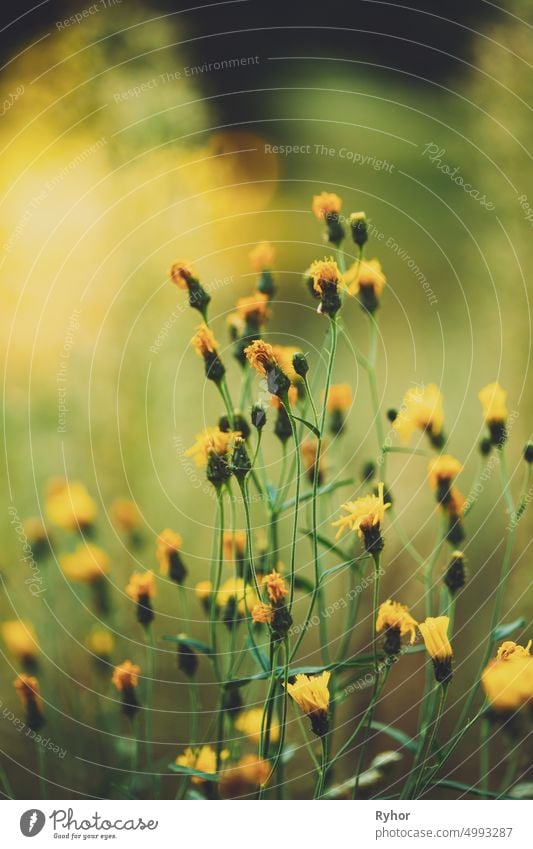 Close Up Grass And Yellow Flowers At Late Summer beautiful bloom blooming blossom close close up europe field flora floral flower grass green late summer light