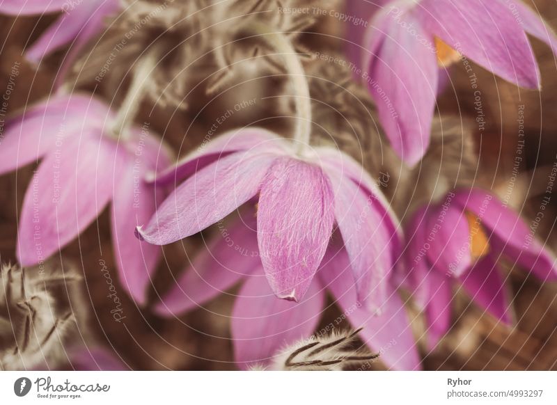 Toned Photo Beautiful Wild Spring Pink Purple magenta Flowers. Flowering Blooming Plant Spring Flowers beautiful bell bloom blooming blossom close up crocus