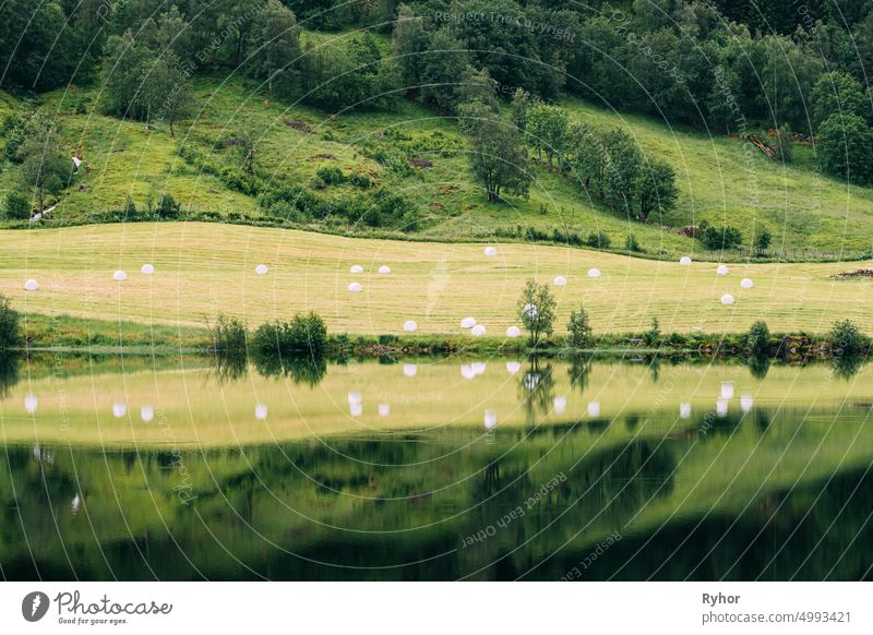 Jolster, Sogn Og Fjordane, Norway. Beautiful Summer Field Landscape With Hay Bales During Harvest. Farmland And Agricultural Landscape Reflected In Waters Haheimsvatnet Lake In Summer Day.