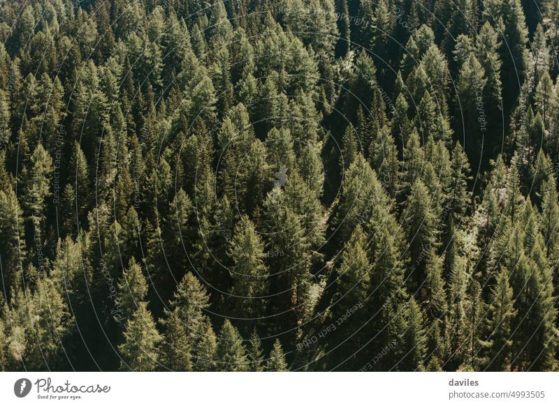 Alps pine tree forest texture background. above alps beautiful environment evergreen fir forestry healthy landscape light lumber lush natural nature outdoor