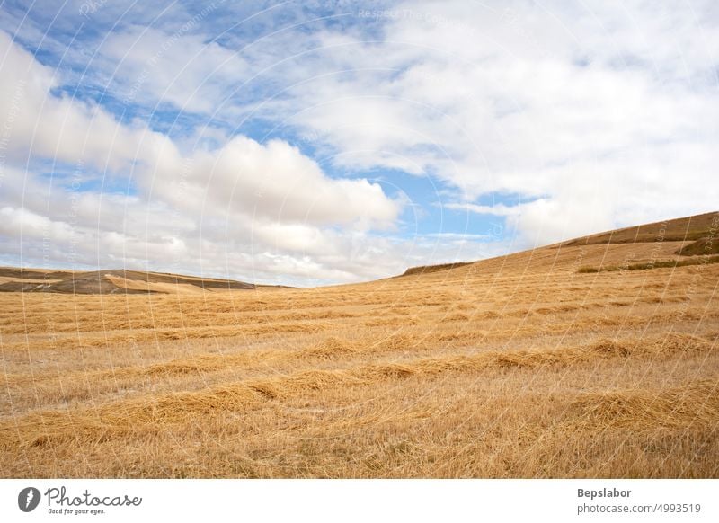 Bales of hay in the Spanish countryside called Mesetas at the summer season Camino de Santiago Spain agriculture bales of hay cloudy corn cornfield crop farming