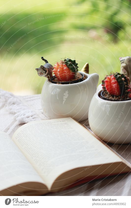 Selective focus on a cute potted moon cactus on the table with a book Moon Cactus Book Reading Relaxation Literature Happiness Hygge Summer Cozy Selective Focus