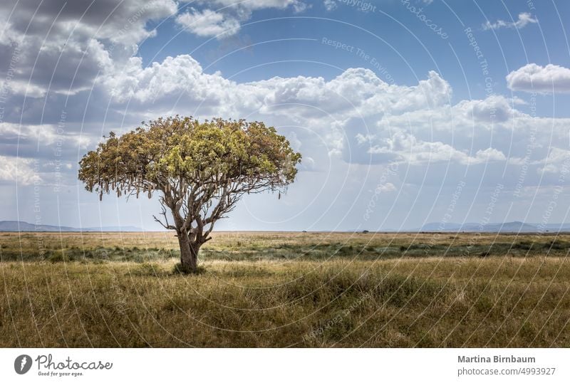 African sausage tree, Kigelia africana in the wide landscape of the Serengeti, Tanzania national park kigelia africana serengeti plant nature wilderness