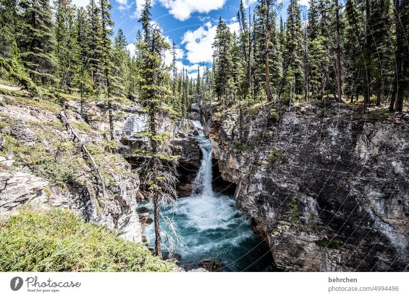 WHIRLPOOL River Mountain Wood Colour photo Natural phenomenon Waterfall Exceptional Loud Hissing Nature Adventure Impressive Landscape Fantastic Wanderlust