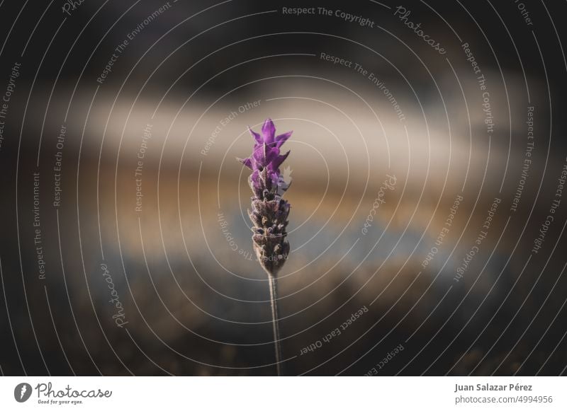 purple lavender flower Nature Shallow depth of field Blossom Summer Flower Wild plant Close-up Environment Detail heyday blurriness naturally Plant