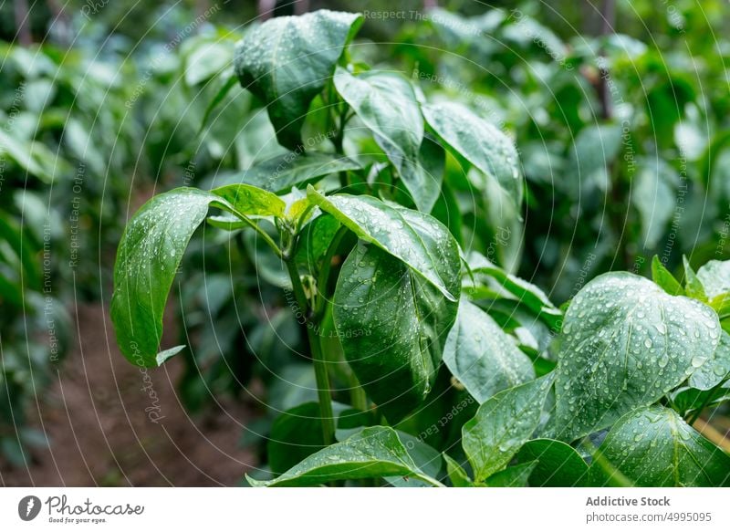 Pepper plant with green leaves pepper leaf wet farm rain agriculture summer natural organic fresh countryside vegetable garden season flora vegetate botany