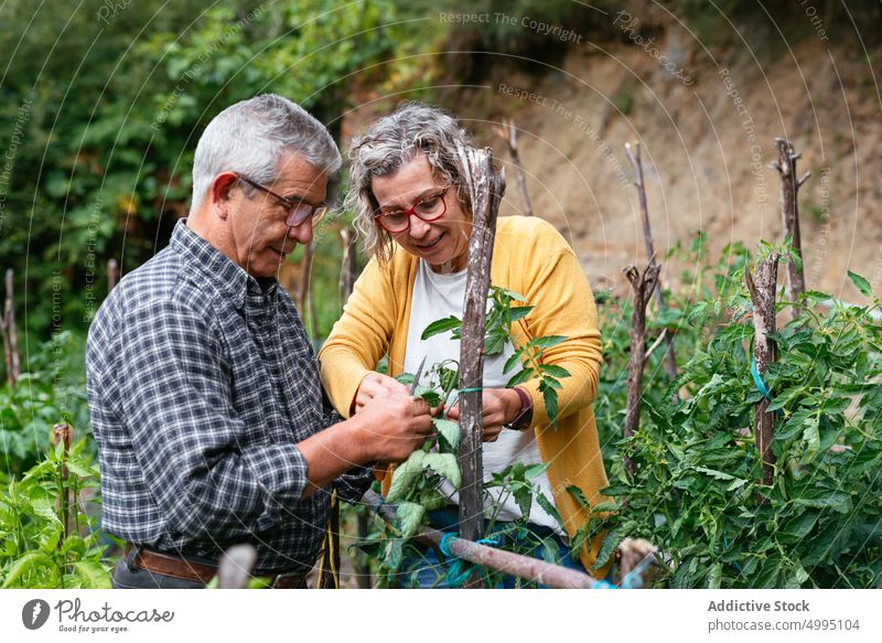 Mature farmers taking care of tomato plant couple together tie check pole man woman mature middle age agriculture summer countryside plantation organic