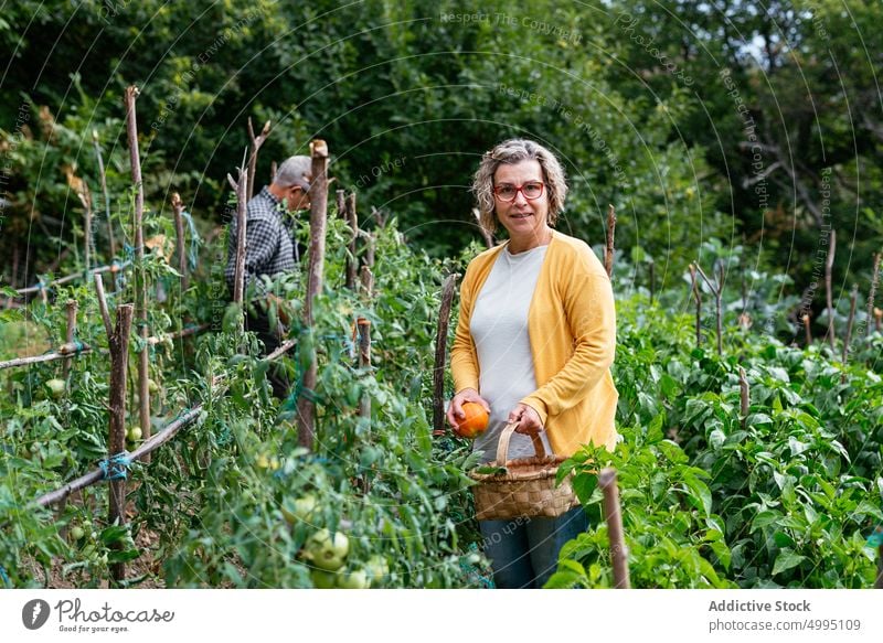 Woman harvesting ripe tomatoes woman farmer plant basket agriculture pick summer female mature middle age agronomy plantation season vegetable job gardener