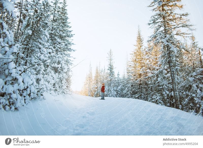 Anonymous female traveler near snowy spruces woman winter snowshoe forest cold season valley of the ghosts monts valin quebec canada national park warm clothes