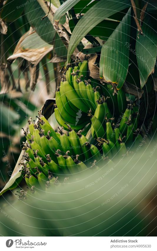 Green bananas growing on palm green unripe jungle summer fruit bunch exotic flora la palma canary islands spain organic vitamin vegetate tropical tree