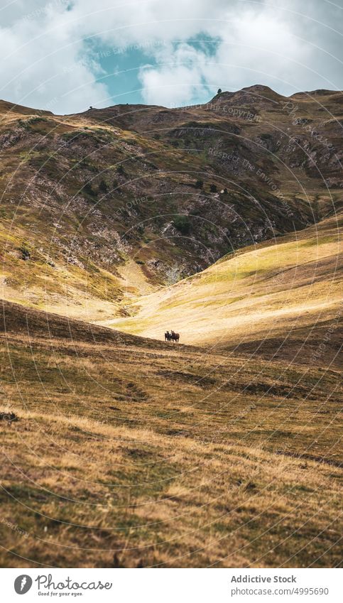 Horses grazing on grassy hill slope in Spain horse nature animal mountain graze herd equine habitat highland specie hillside valley val d aran pyrenees