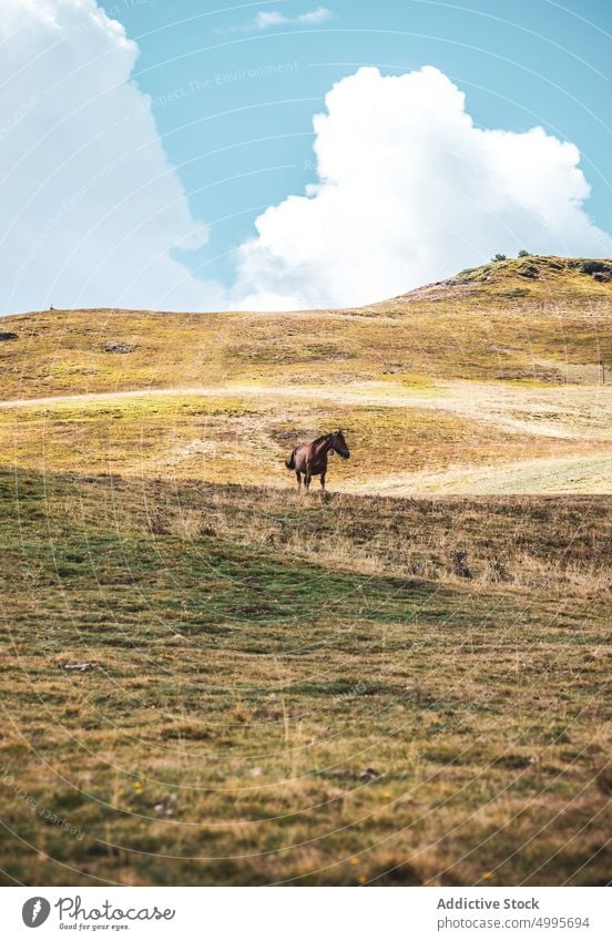 Horse grazing on grassy hill slope in Spain horse nature animal mountain graze equine habitat highland specie hillside valley val d aran pyrenees catalonia