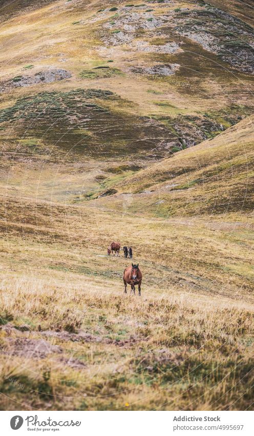 Horse grazing on grassy hill slope in Spain horse nature animal mountain graze equine habitat highland specie hillside valley val d aran pyrenees catalonia