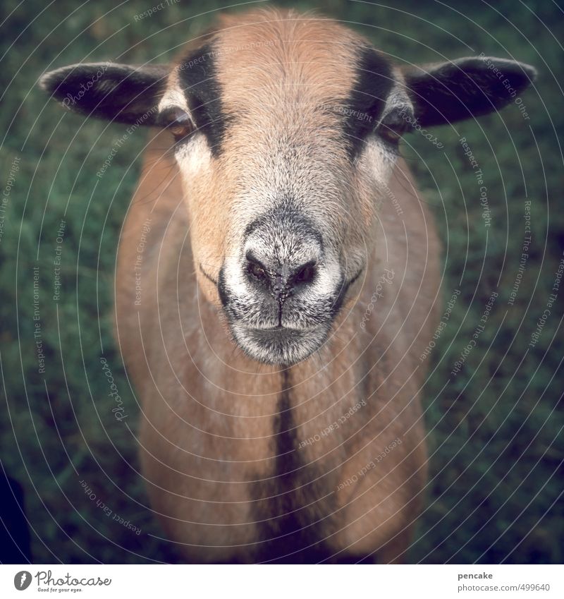 animal wondritzig Meadow Pet 1 Animal Sign Observe Looking Curiosity Sheep Cameroon sheep Colour photo Exterior shot Detail Copy Space bottom