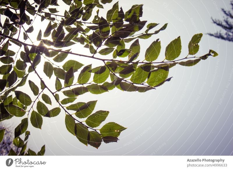 Tree branch with green leaves. abstract against art background beautiful beauty blur blurry bright bush calm calmness color ecology environment fine foliage