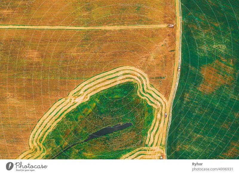 Aerial View Of Rural Landscape. Combine Harvester Working In Field, Collects Seeds. Harvesting Of Wheat In Late Summer. Agricultural Machine Collecting Golden Ripe. Bird's-eye Drone View