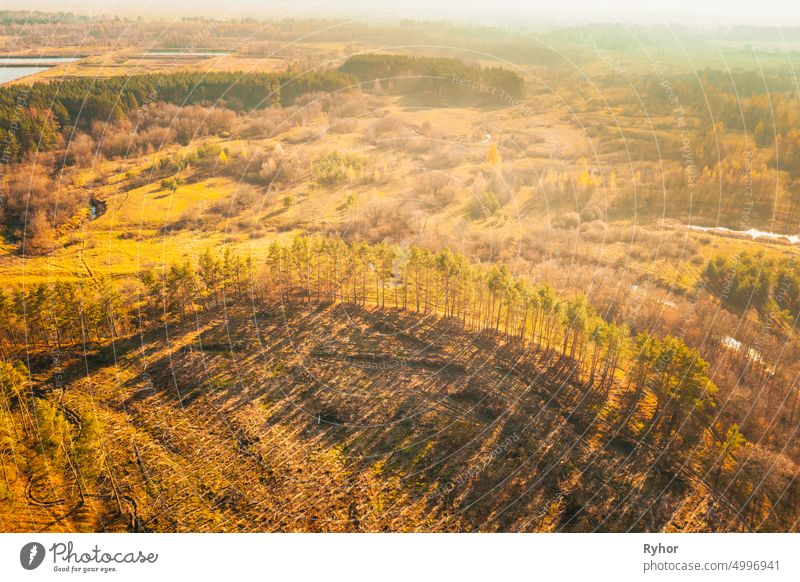 Aerial View Green Forest In Deforestation Area Landscape. Top View Of Shadows From Woods Trunks. Growing Forest. European Nature From High Attitude In Autumn Season. Drone View. Bird's Eye View