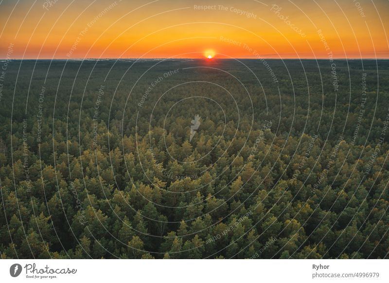 Aerial View Of Sunset Sky Above Green Forest Landscape In Evening. Top View From High Attitude In Summer Sunrise. Sun Sunshine Above Coniferous Forest aerial