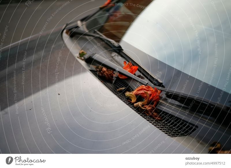 Falling flowers in the hood car transportation reflection outdoors auto journey vehicle dirty red road vacation autumn background street travel cover messy