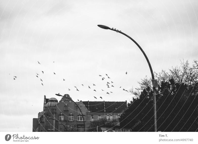 Flight of pigeons in Neukölln bnw Lantern b/w Black & white photo Day Exterior shot Deserted Berlin Capital city Town Downtown Architecture Manmade structures