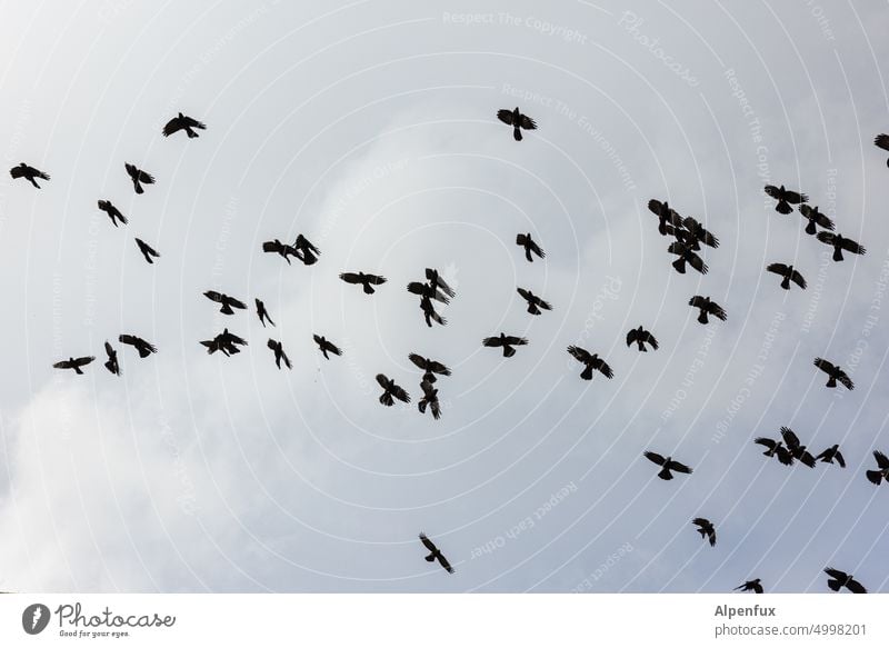 49 Jackdaws Exterior shot Blue sky Bird Animal Sky Deserted Flying Freedom Colour photo Grand piano Nature Wild animal Day Feather Beak Environment many birds