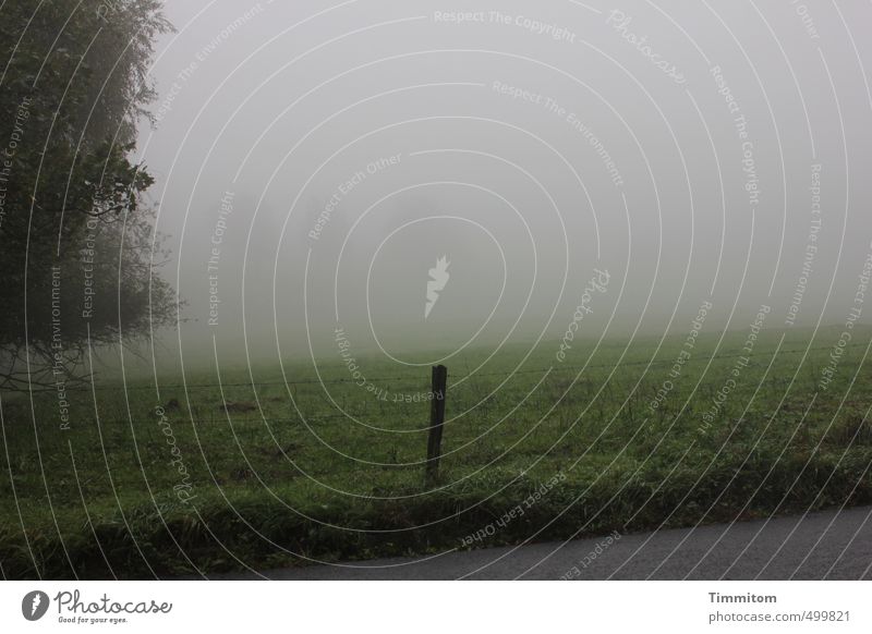 Orientation in the fog. Environment Nature Landscape Sky Autumn Bad weather Fog Tree Grass Street Dark Simple Gray Green Emotions Meadow Pole Colour photo