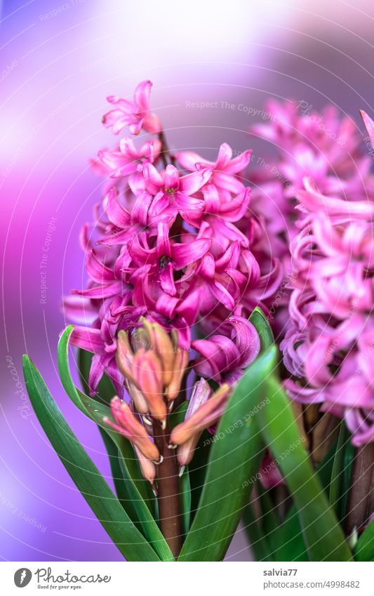 Hyacinth fragrance Fragrance pink Hyacinthus Flower Spring Blossom Plant Blossoming Nature Deserted Pink Colour photo Garden Close-up pretty fragrances Esthetic