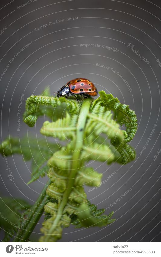 Ladybug crawling on rolled up fern leaf Ladybird Crawl Fern leaf Beetle Insect coleoptera Macro (Extreme close-up) Nature Animal Plant Happy Small Deserted