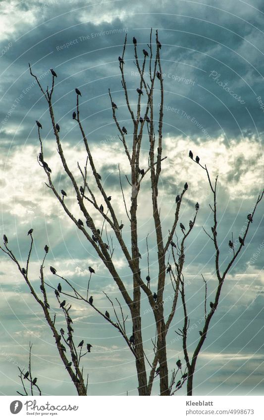 BIRDS - like Hitchcock / many black birds sitting on a dead tree - nicely distributed Light tuning Sunbeam Clouds Raincloud Ambience Blue Deserted rainy day