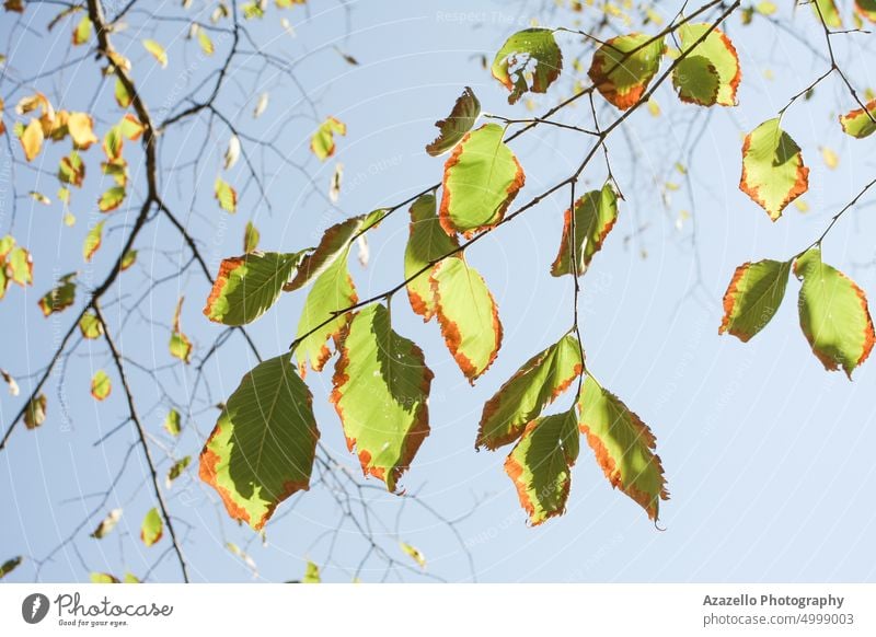 Beautiful tree branch in autumn. against art background beautiful beauty botany calm calmness ecology environment fall fine art flora floral foliage forest