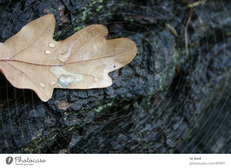 A leaf underneath the Bodden Leaf Autumn Boddenlandscape NP Tree Tree trunk Brown Tree bark Europe Mecklenburg-Western Pomerania Wet Longing Grief Exterior shot