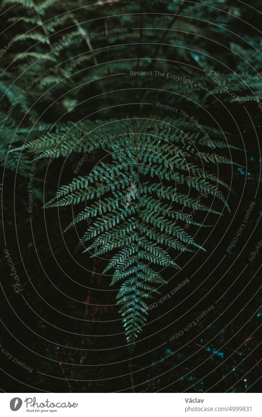 Bit of natural breath. A dark green tinge of an ideal abstract photo for the background. Ferns in a corner of untouched nature. Macro wild nature photography