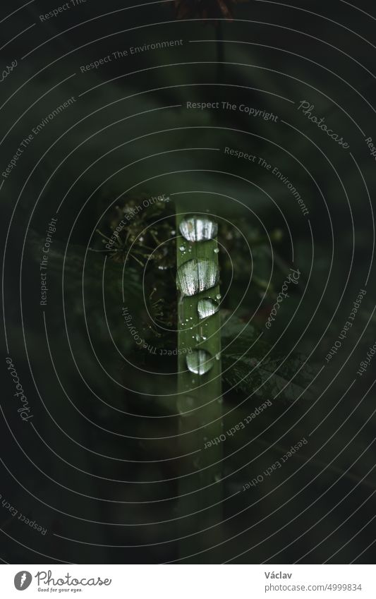 Piece of natural breath in a small blade of grass and clear drops of pure water. Wild nature macro photography. Beskydy mountains, Czech republic leaf liquid