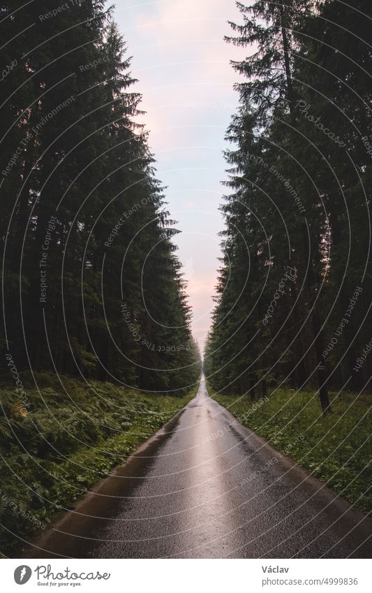 Asphalt road under rainy weather at sunset in the middle of a pristine forest. Spruce forest around the road heading to the sky man hiking czech footpath