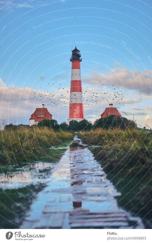 Flock of birds off Westerheversand Western Europe Lighthouse North Sea coast North Frisland Exterior shot Colour photo Deserted Ocean Tourism Nature