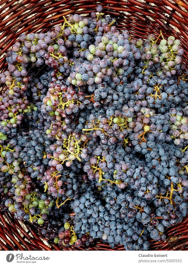 Red grapes in a basket fruits Nature Food Vine