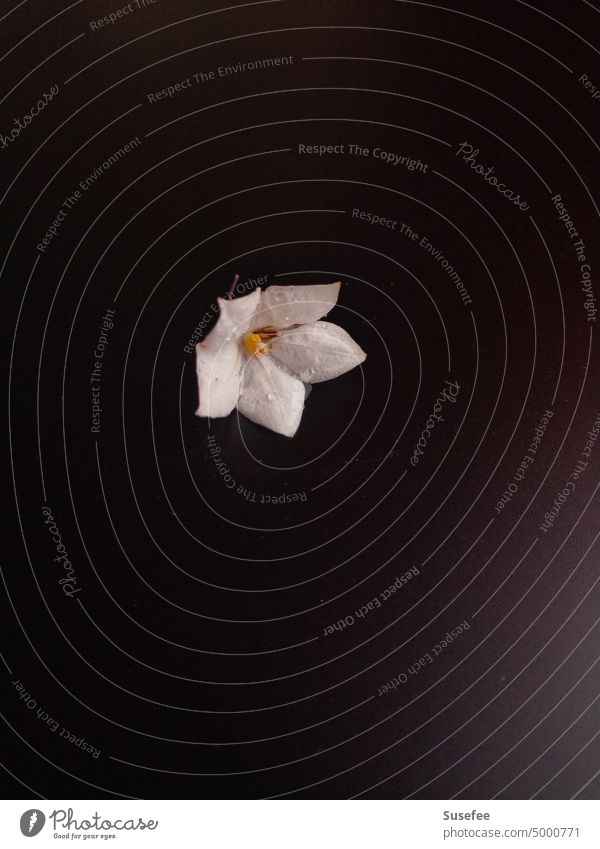 Low key of a jasmine flower with drops Low-key Jasmine Blossom Plant Flower Close-up White Black Dark Shadow