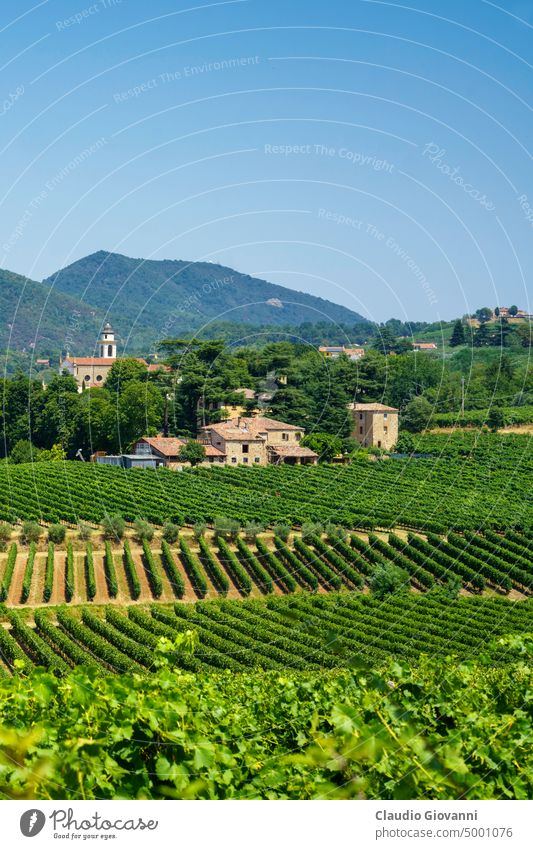 Summer landscape on the Colli Euganei, Padua, Italy Europe Padova Veneto agriculture color country day field green hill nature photography plant rural summer