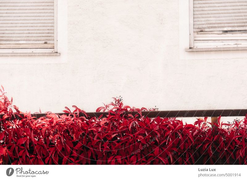 Parthenocissus, wild vine bright red in front of the facade of an old house parthenocissus Virginia Creeper maiden vine Fence vine luminescent Red Autumn