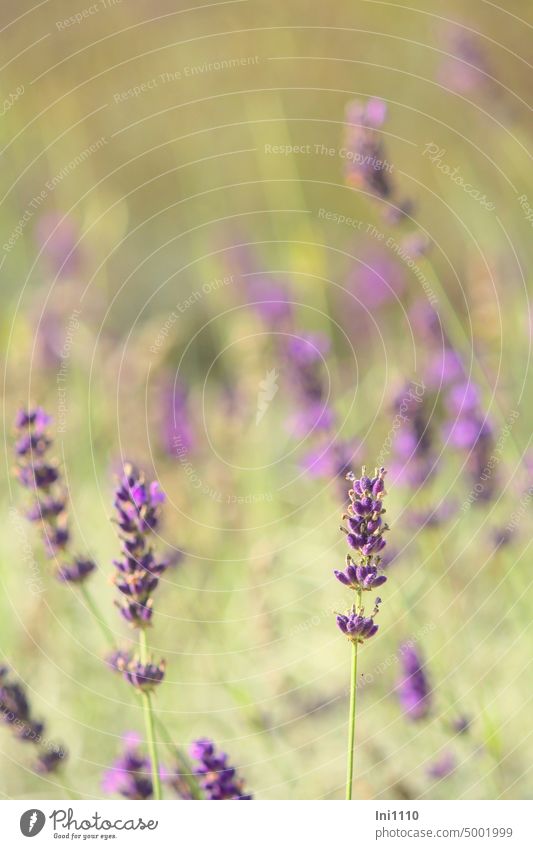 lavender Plant medicinal plant half shrub labiates Flower spikes inflorescence Blossom violet-blue floral scent aromatic herb Fragrance Odor Sámen